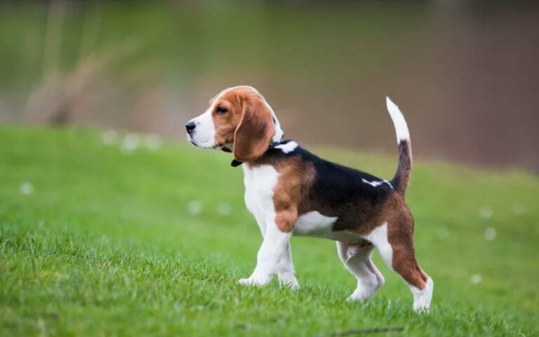 Beagles Are the Best