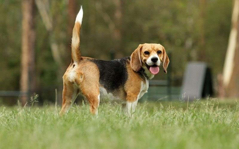 Beagles Are the Best