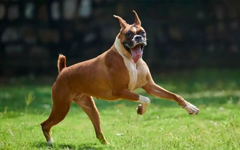 Unleashing Happiness The Top 10 Friendliest Dog Breeds