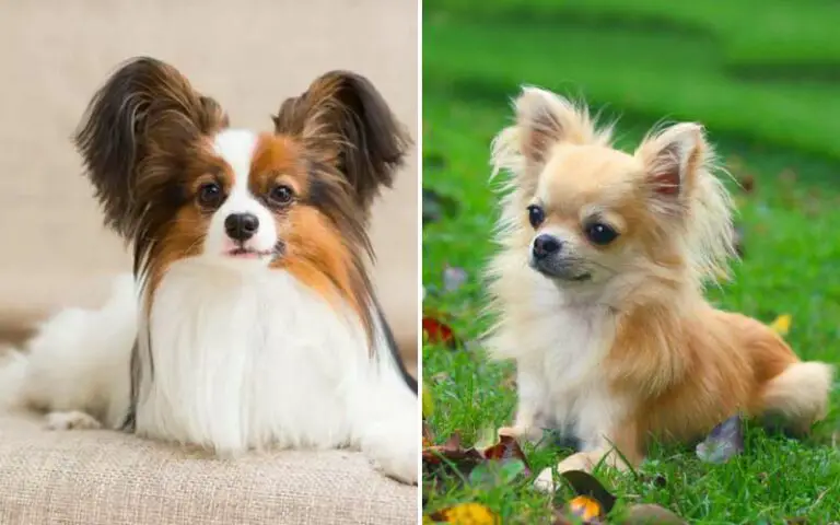 top 10 popular small dog breeds