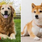 Top 10 Dog Breeds That Bark The Least