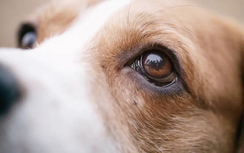 softening eye discharge in dogs
