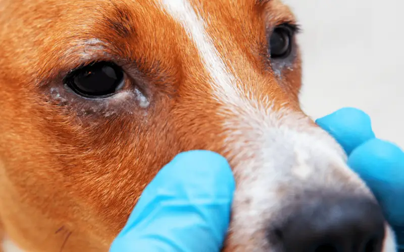 softening eye discharge in dogs