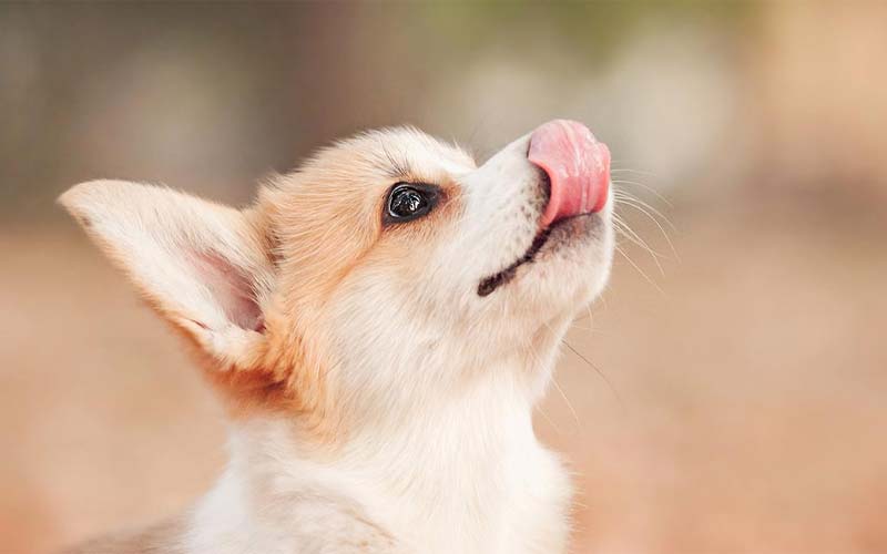 why do dogs lick your face when you cry