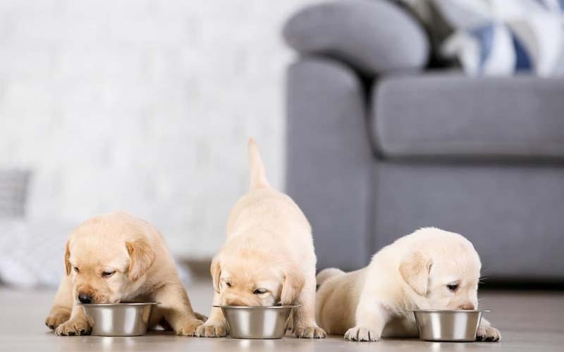 How Often To Feed A Puppy