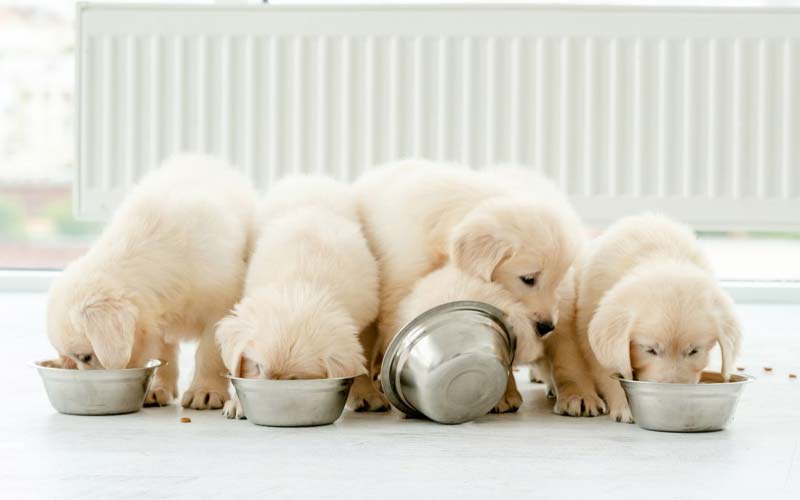 How Often To Feed A Puppy