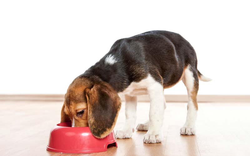 How Often To Feed A Puppy