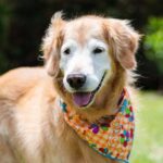 Senior dog adoption