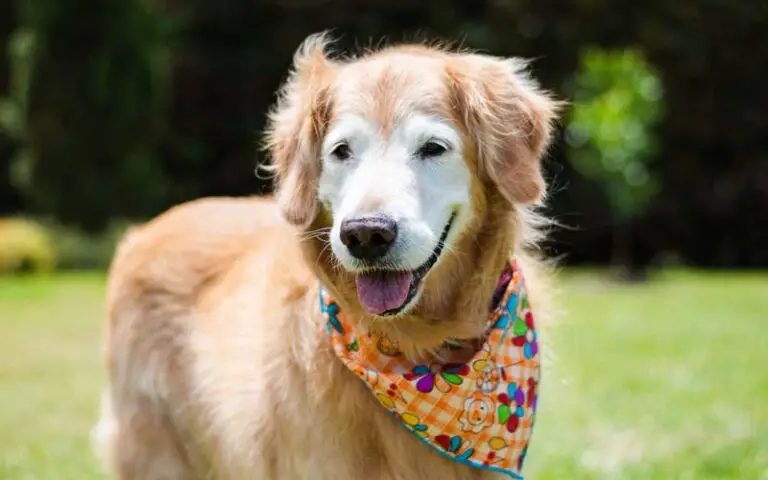 Senior dog adoption