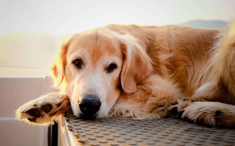 Benefits of adopting a senior dog