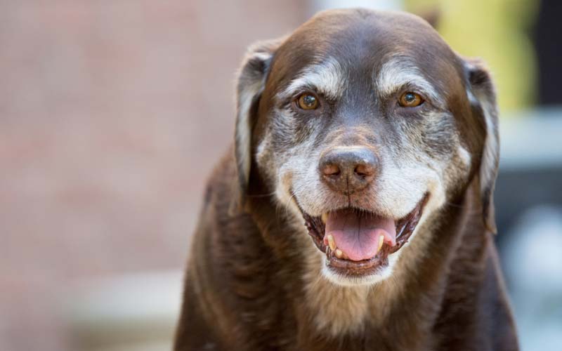 Senior dog rescue