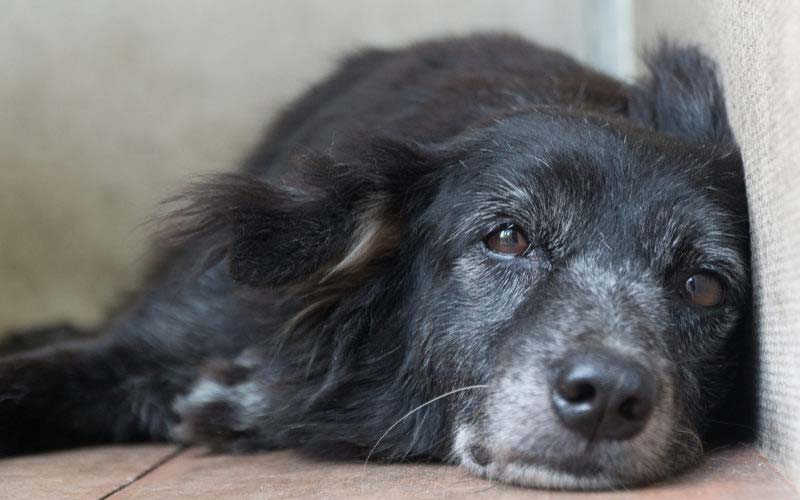 Adopting a senior pet