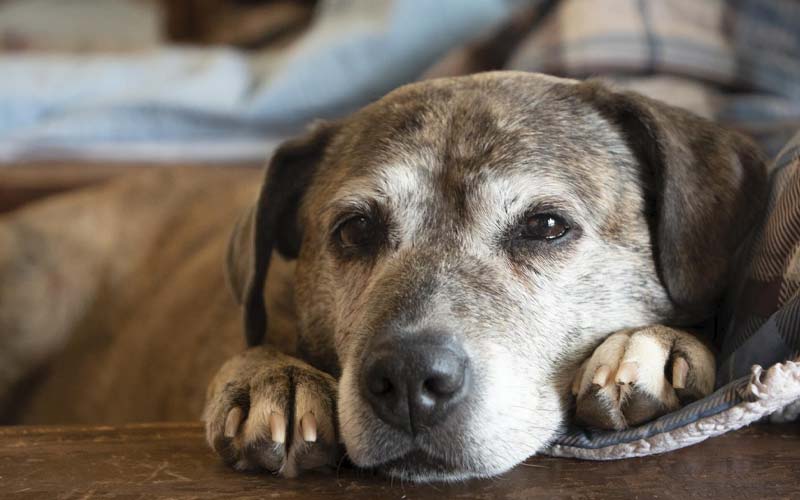 Why adopt a senior dog