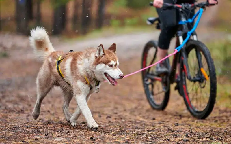 Dog-friendly cycling