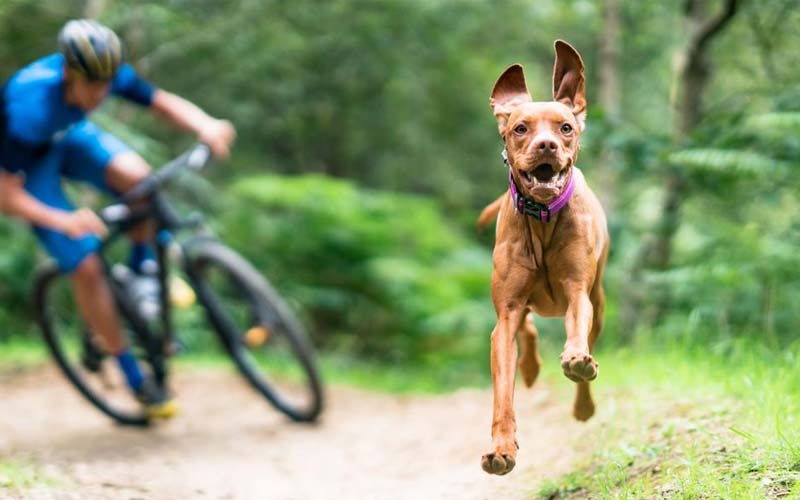 Cycling with pets