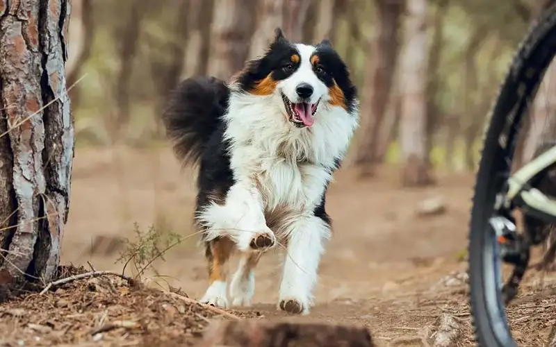 Dog biking safety