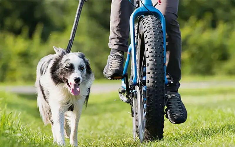 Dog cycling gear