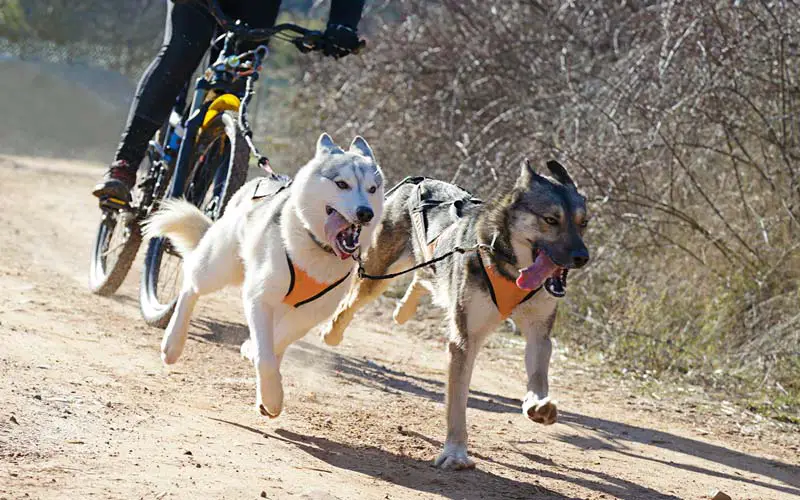 Dog bike trailers