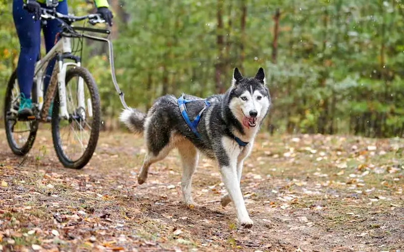 Pet-friendly bike paths