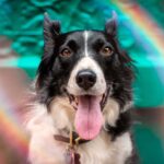 Dogs and color vision