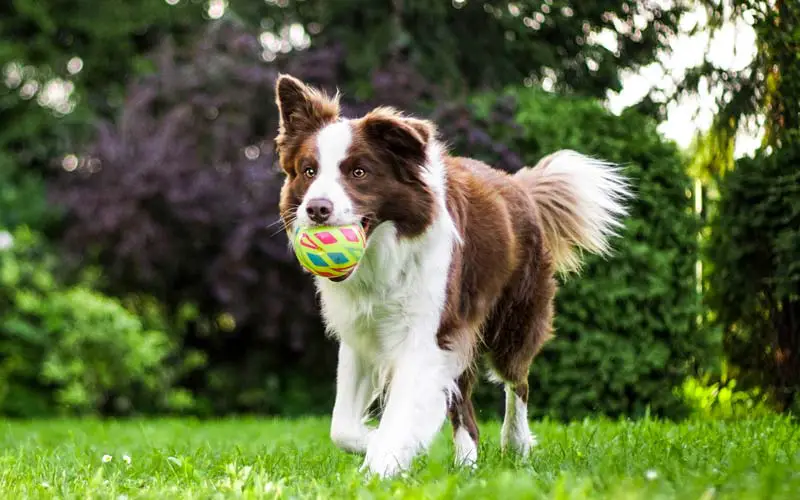 Color blindness in dogs