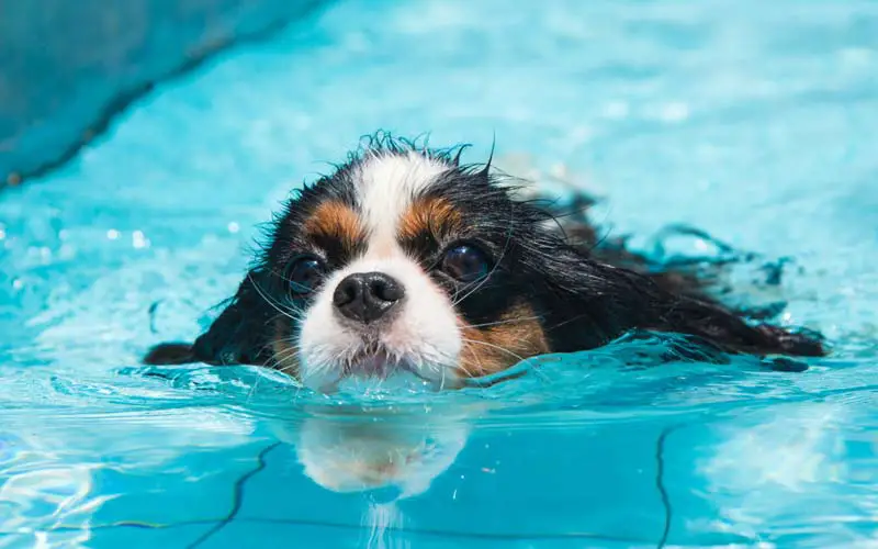 Dog swimming ability