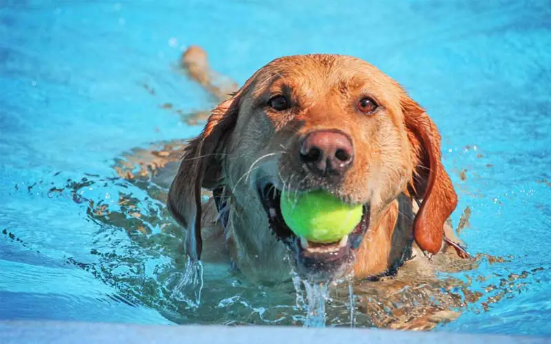 Canine water safety