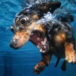 Dog swimming ability