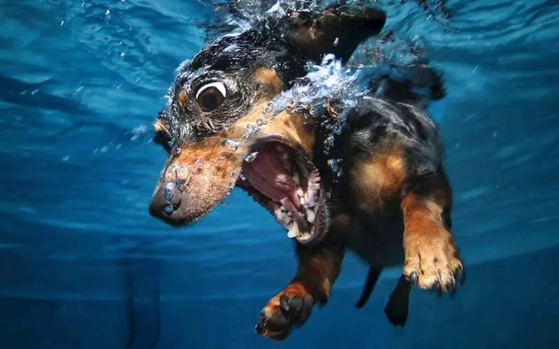 Teaching dogs to swim