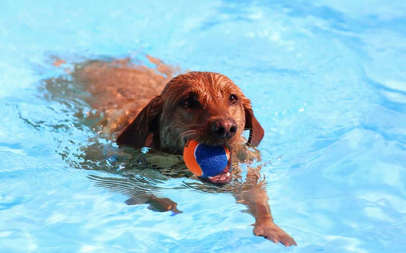 Swimming benefits for dogs