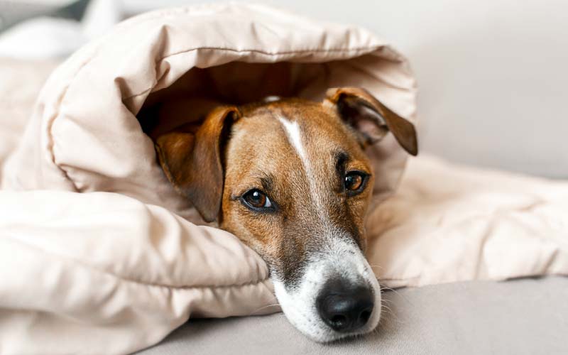 Can dogs catch colds