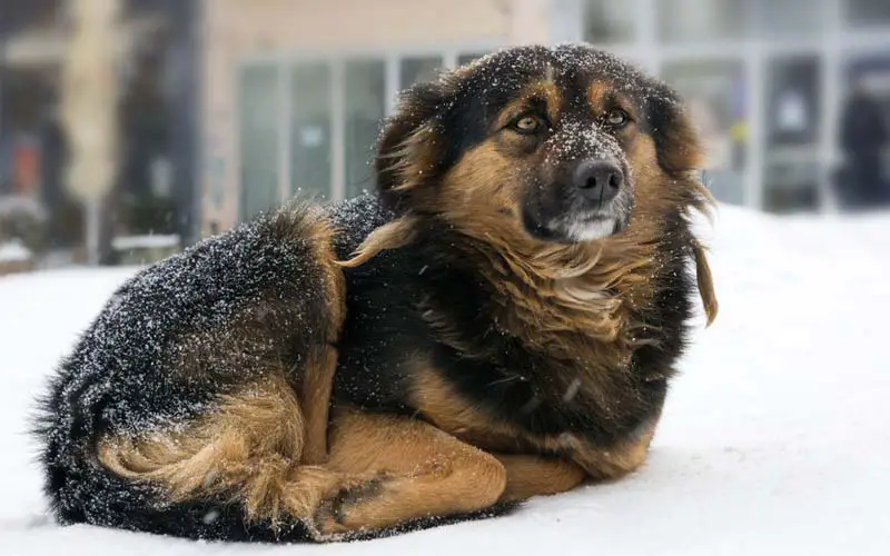 Dog cold treatment