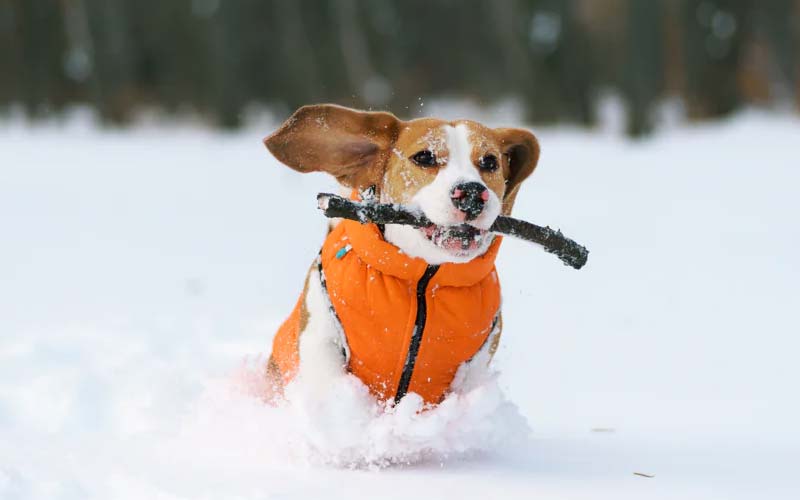 Dog flu vs human cold