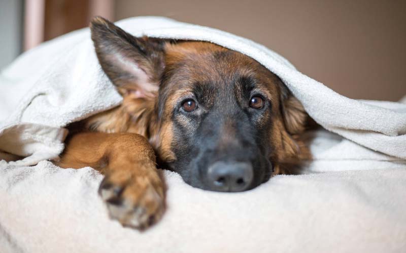 How to treat dog cold