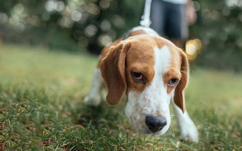 Scent training for dogs