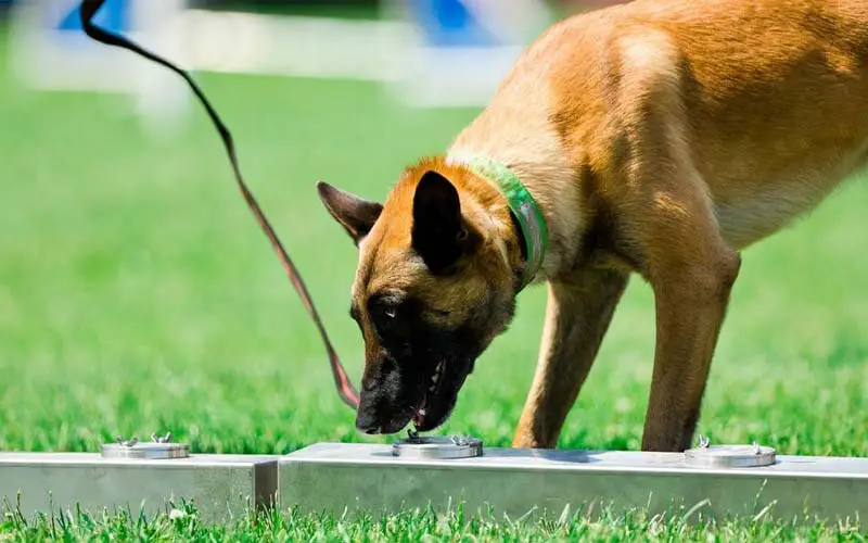 Canine scent detection