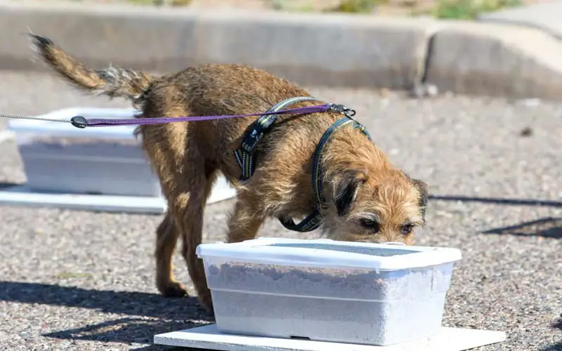 Nose work for dogs