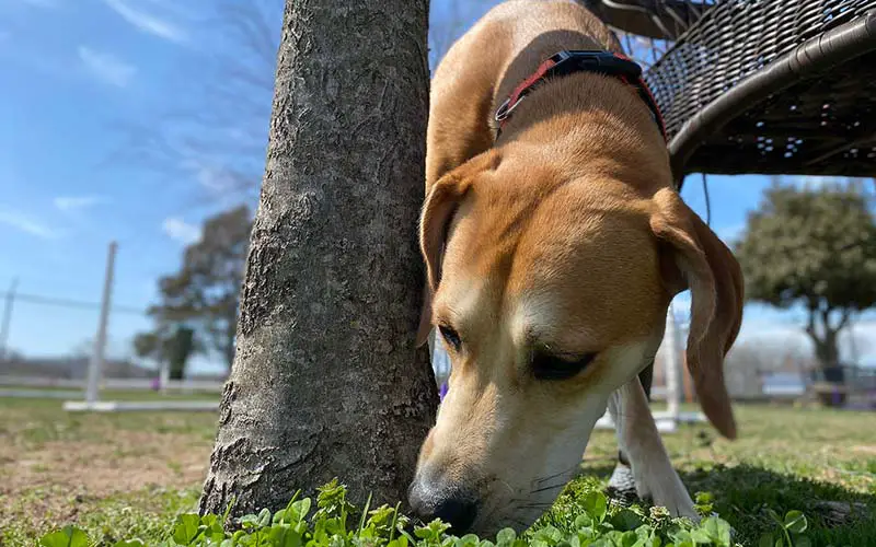 Scent training benefits