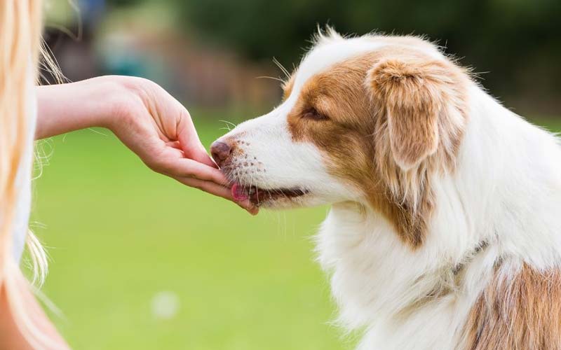 Dog treat moderation