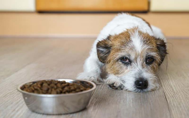 Foods for dog upset stomach