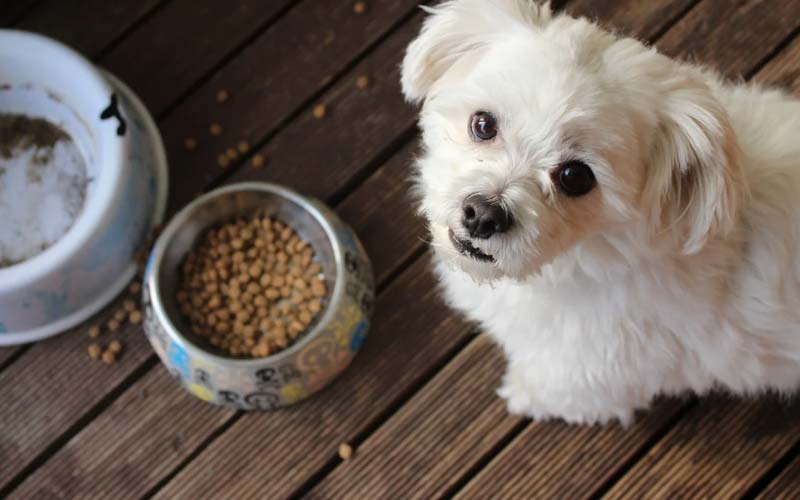 Bland diet for dogs