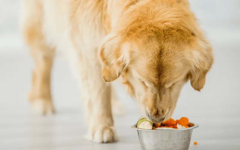 Best food for dogs with upset stomach