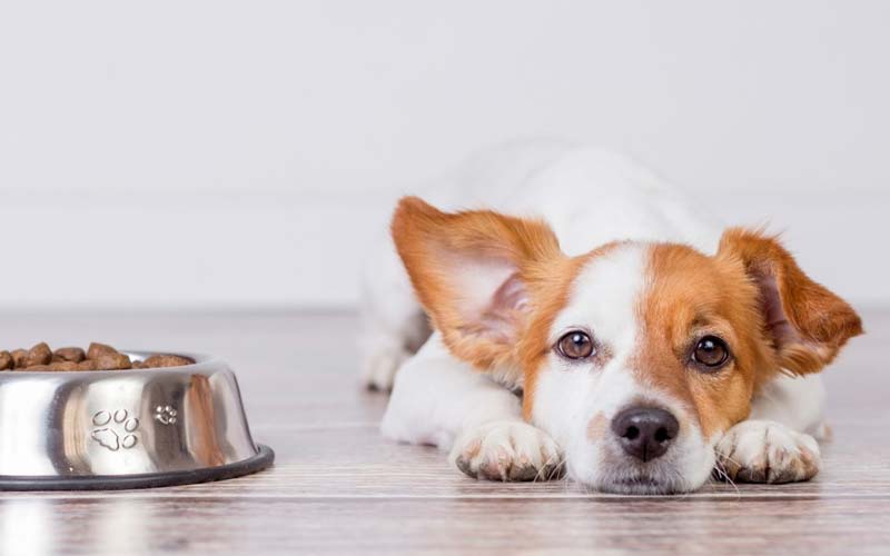 How to treat dog upset stomach