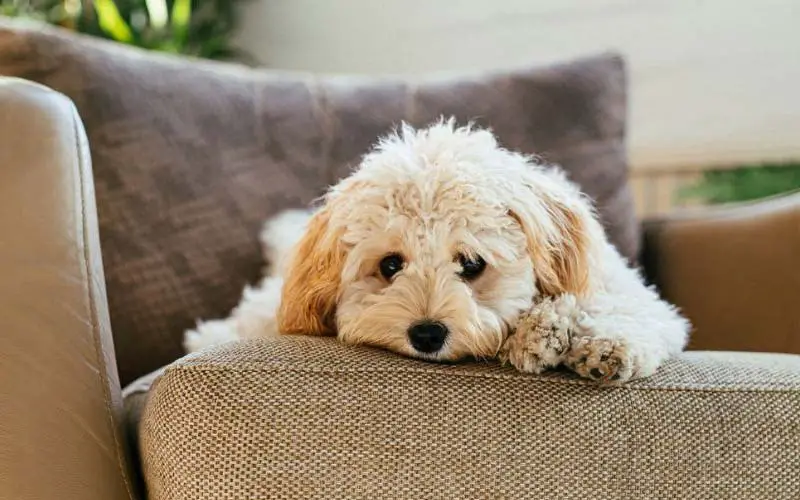 Home remedies for dog upset stomach