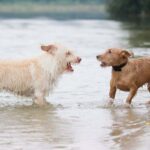 Why dogs bark at other dogs