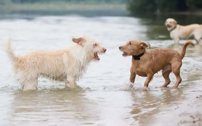 Why dogs bark at other dogs