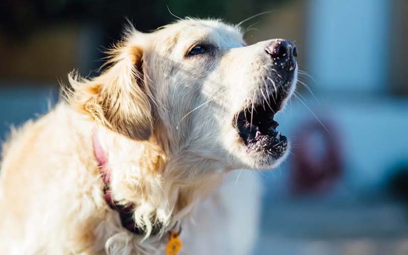 Dog barking behavior