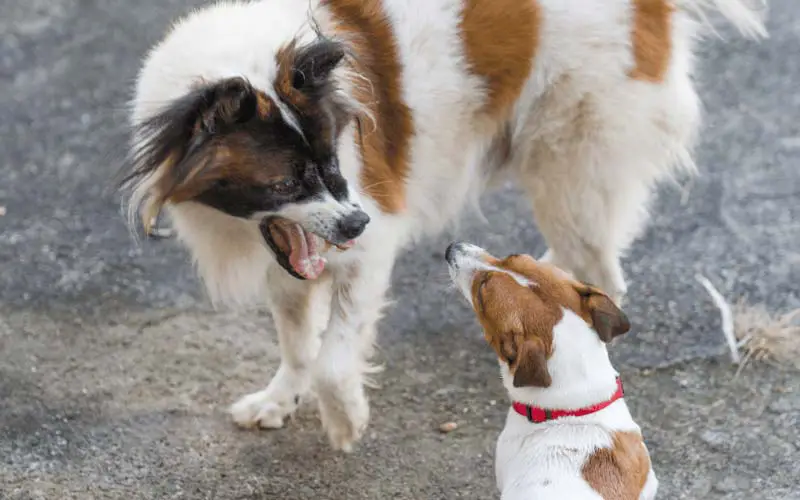 Dog socialization tips