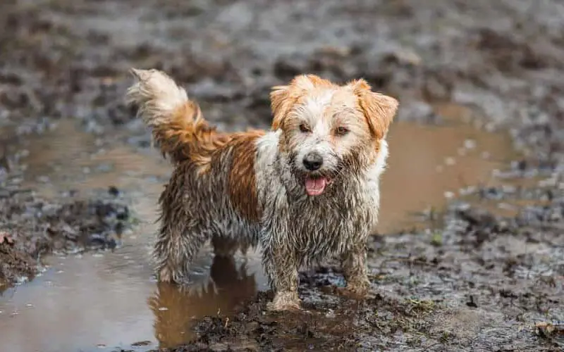 Anal glands in dogs