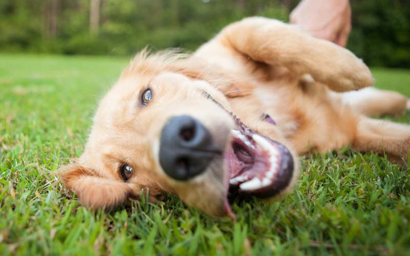 Causes of fishy smell in dogs